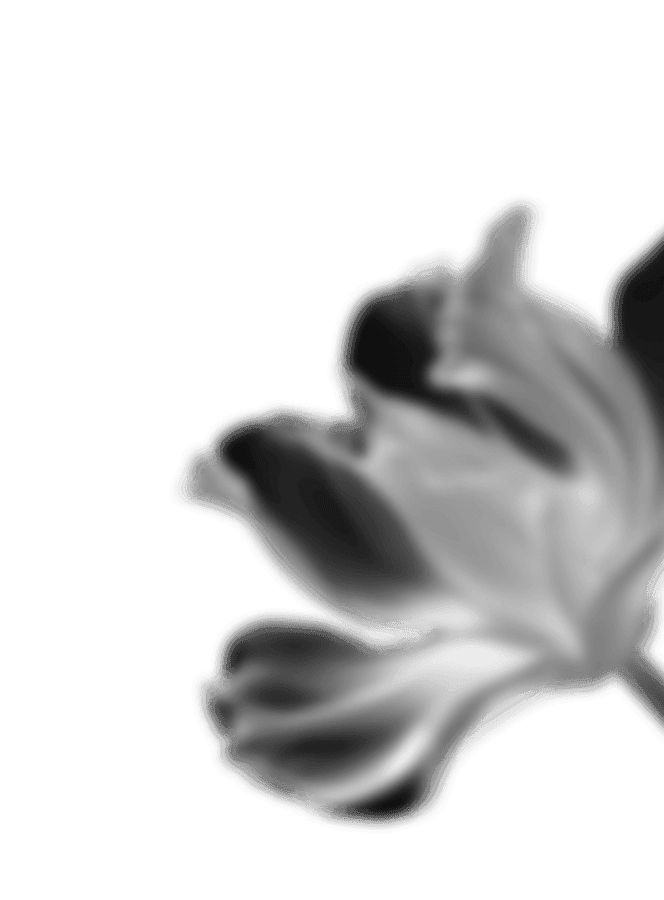 Flower 4